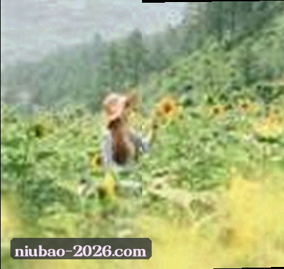 小雅
